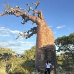 Baobab