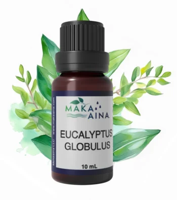 Eucalyptus Globulus Bottle