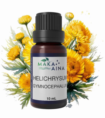 helichrysum-gymnocephalum